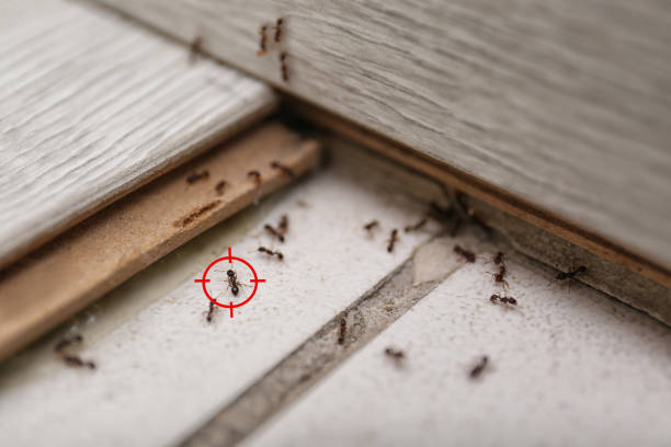Best Best Pest Control Companies  in Westlake, TX